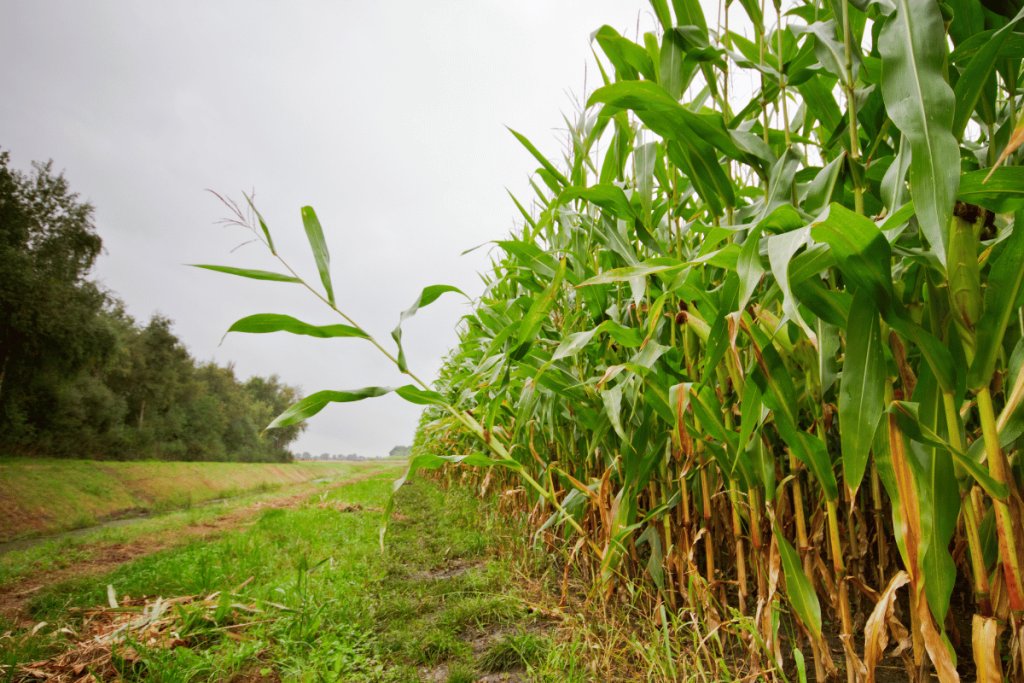 Reviving rainfed maize systems with green manure crops: A regenerative farming model model from Karnataka, India